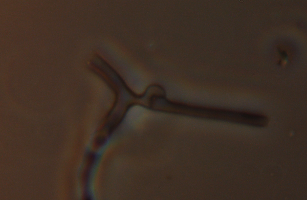 Altra crosta bianca - foto 1312 (Crustomyces subabruptus)